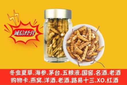 达坂城区回收散虫草